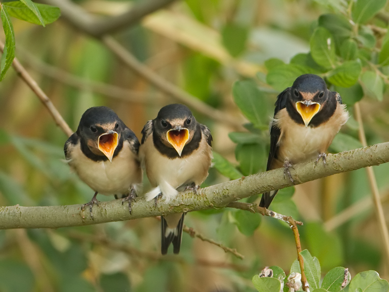 Hirundo rustica Barn Swallow Boerenzwaluw